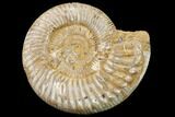 Jurassic Ammonite (Perisphinctes) Fossil - Madagascar #152796-1